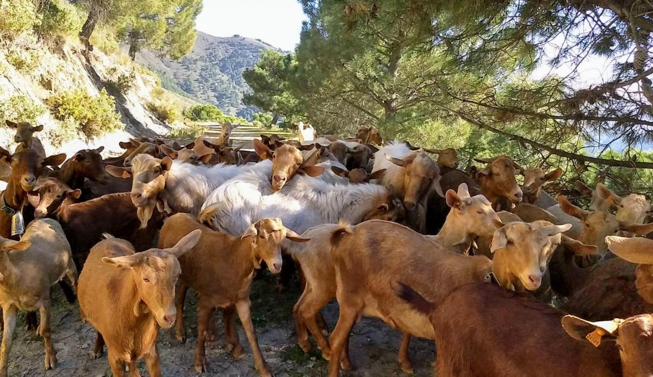 فيلا Casa Trigo Cómpeta المظهر الخارجي الصورة